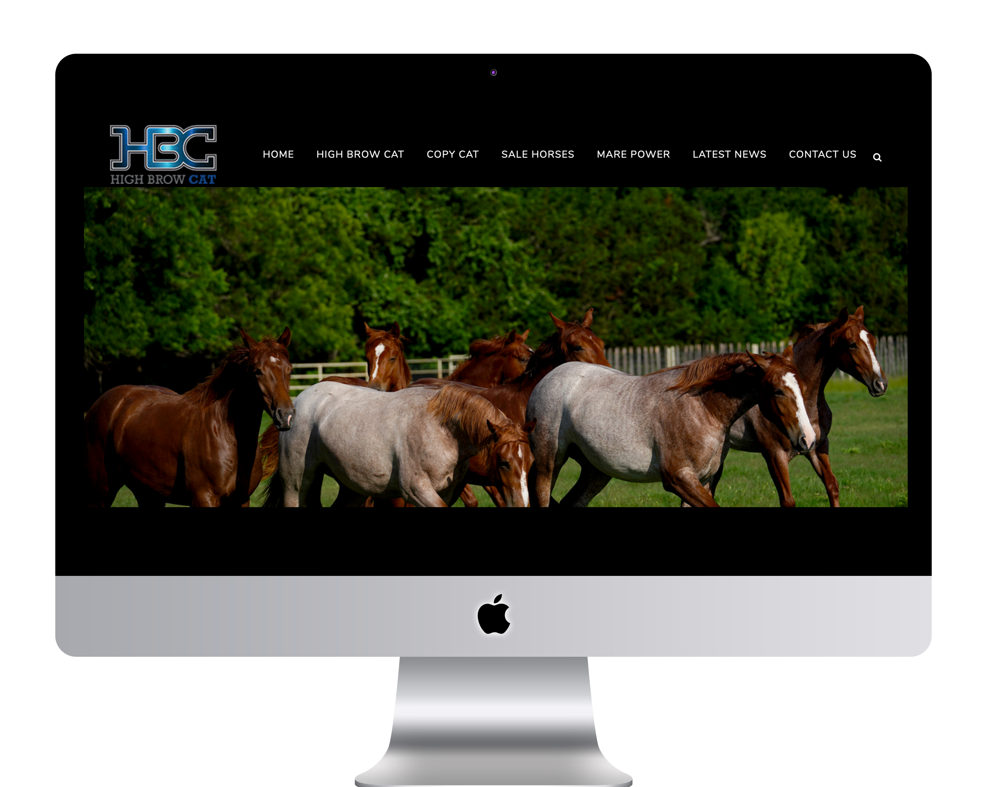 High Brow Cat Cutting Horse Stallion Custom Website Design home